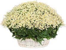 Цветочная композиция из Ромашки в корзине #REPLACE_PRED# Подтёсово